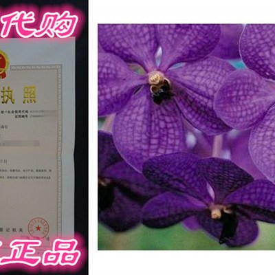 Strap Leaf Vanda Orchid Hawaiian Starter Plant - approx. 4 -