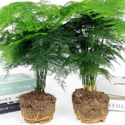 极速文竹盆景植物室内绿色盆栽桌面吸甲醛净化空气阳台观叶花卉绿