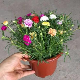 重瓣向日葵盆栽苗宿根带根带花苞四季开花植物室内室外好养花卉