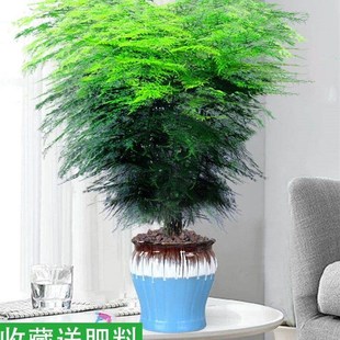 大文竹绿植客厅大颗好养竹类室内盆栽植物不需要阳光适合放的轻奢