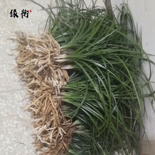 极速兰花苗草春兰惠兰九头兰带花苞浓香花卉盆景盆栽绿植花卉