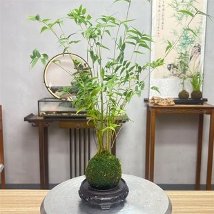 泡在水里养的花水培米竹苔藓球植物室内微观盆景金明竹红观音竹观
