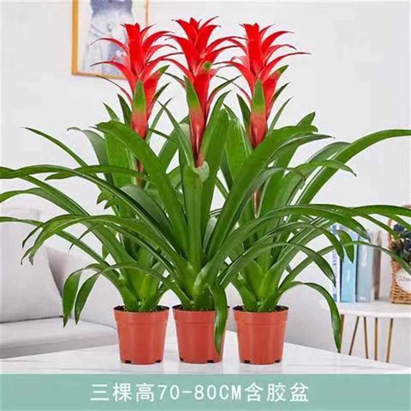 好货鸿运当头盆栽开业小红星室内好养红掌水培凤梨花办公客厅开花