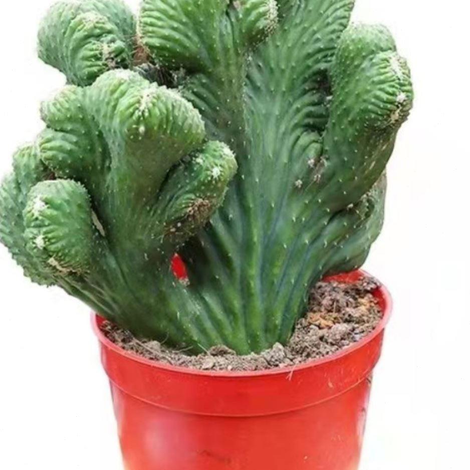 彩麒麟五指山玉麒麟盆栽植物多肉仙人掌室内书房办公桌绿植盆景