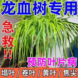 龙血树专用肥料营养液龙须树怎么养护技巧黄卷叶焦尖烂根耷拉塌叶
