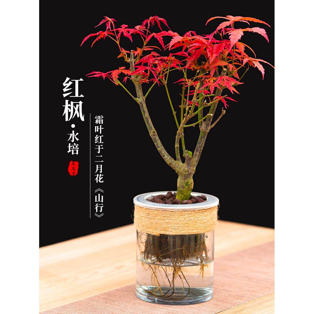 水培红枫树苗盆景绿植物水养老桩中国红舞姬青枫盆栽办公室内桌面