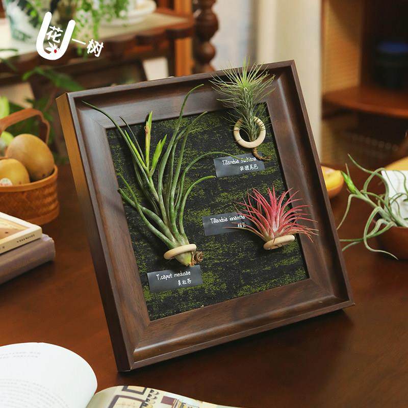 U花 3颗空气凤梨中古装饰画 画背景墙装饰空气凤梨相框客厅摆件送,鲜花速递/花卉仿真/绿植园艺,红掌/凤梨/温室花卉,淘宝优惠券,粉丝福利购,淘宝优惠卷