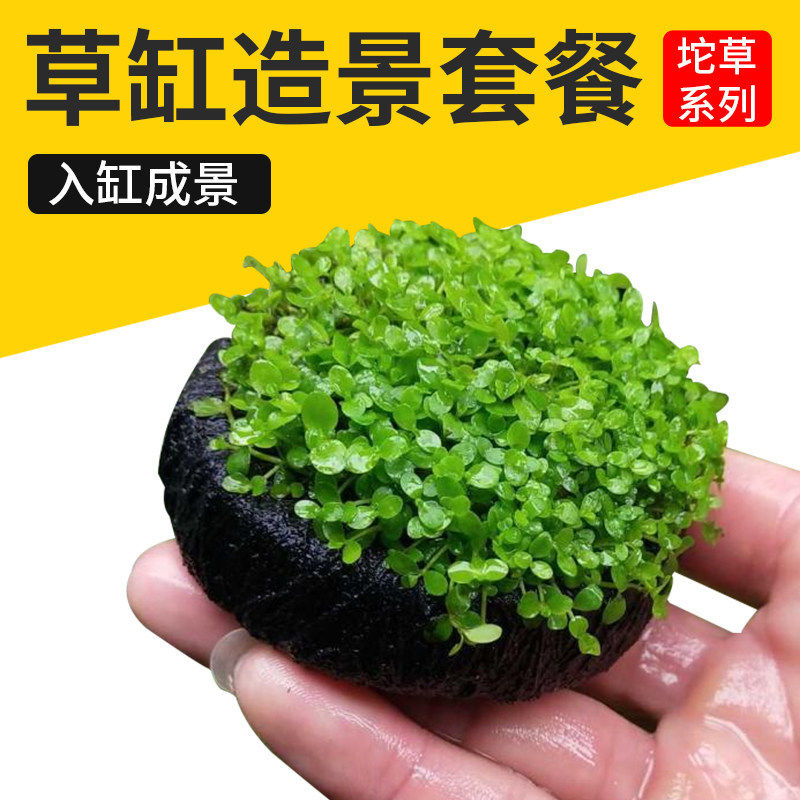 养鱼缸造景水草套餐入缸成景坨草