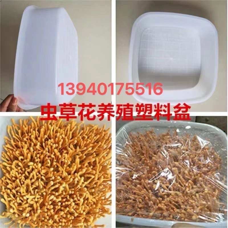 热销北虫草花养殖塑料盆蛹虫草盒子高温虫草盆虫草菇产地直销塑料