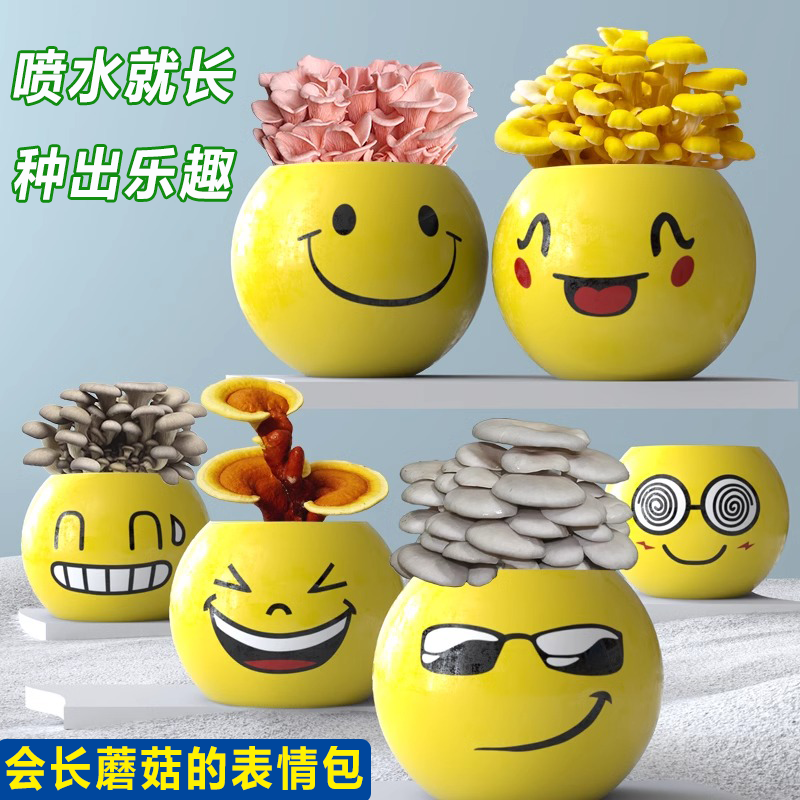 蘑菇表情娃娃平菇盆栽蘑菇种植包菌种食用菌幼儿园礼物多肉植物