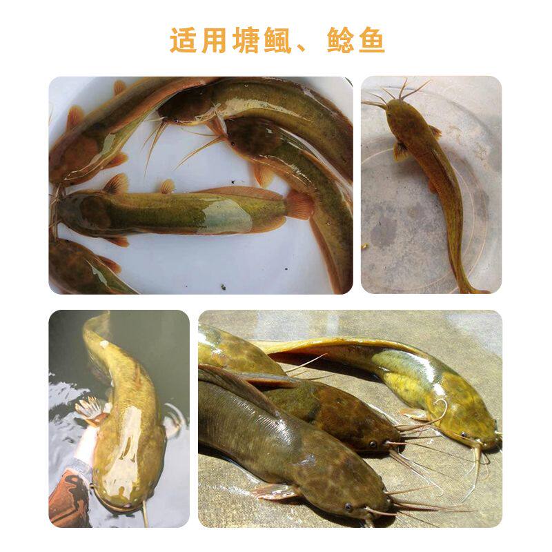 极速峰华牌塘鲺塘角鱼饲料塘虱鱼漂浮料鲶鱼钓鱼饵料池塘养殖通用