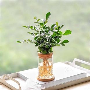 新品大颗文竹盆栽室内盆景植物摆件办公室桌面专用水培小大棵茶桌