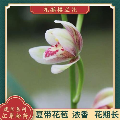 兰花苗建兰四季兰铭品汇翠粉荷原生老种夏带花苞好养易活