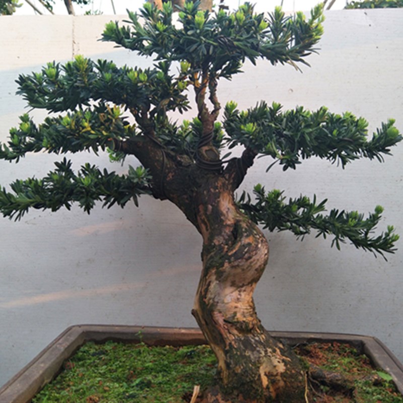 一物一拍 精品 小叶罗汉松w 造型罗汉松 雀舌罗汉松盆景实物 包邮