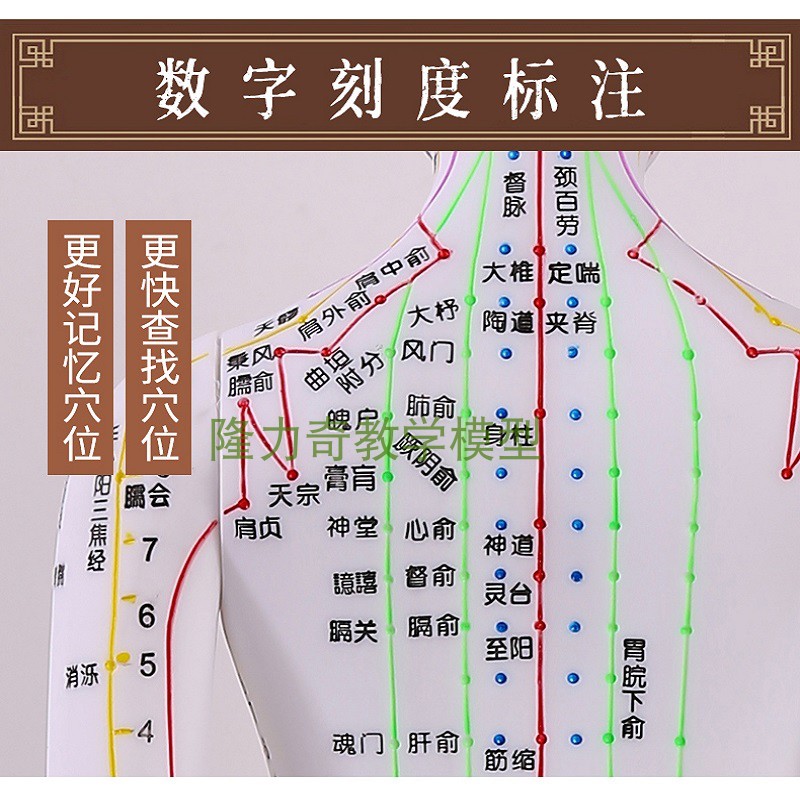 彩色针灸穴位人体模型经络穴位模特图全身中医十二铜人扎针小皮人