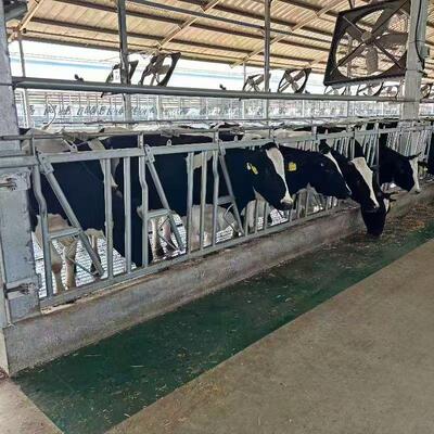 牛颈枷自锁型结实耐用方便灵活牛场设备牧场养殖牛颈夹农场奶牛