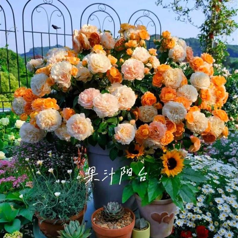 灌木月季果汁阳台玫瑰花盆栽花卉植物室内花庭院露台多季开花浓香