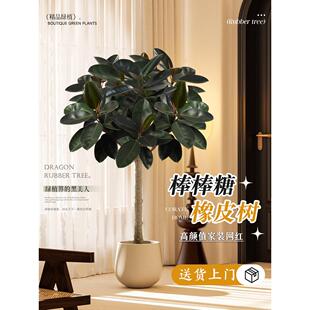 橡皮树黑金刚像皮树客厅大盆栽棒棒糖老桩象皮树绿植室内大型真树