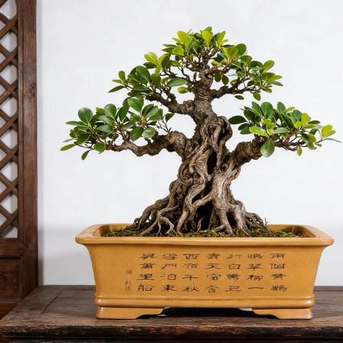 宜兴紫砂花盆长方形加深梅花老桩花盆特大号马槽盆景