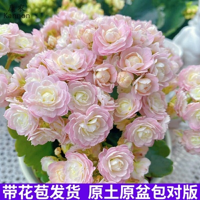 蟠桃长寿花盆栽重瓣大花超级玛利欧带花苞花卉植物室内花四季开花