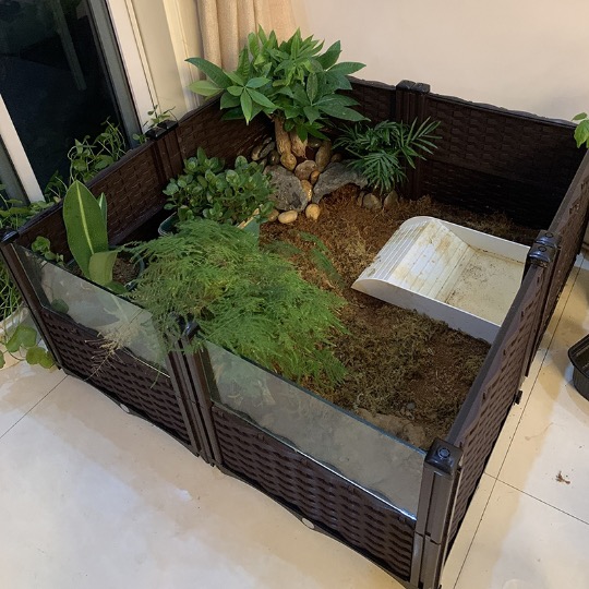 黄缘龟箱 乌龟安缘养殖盆 黄缘幼龟小龟容器带观赏 超白钢化玻璃