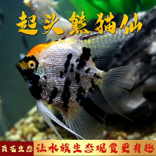 神仙鱼 c燕鱼 红头仙 埃及神仙鱼 赤瞳红眼 热带鱼 小型鱼