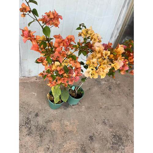 阿达娜三角梅苗藤本植物4季开 花一物一拍