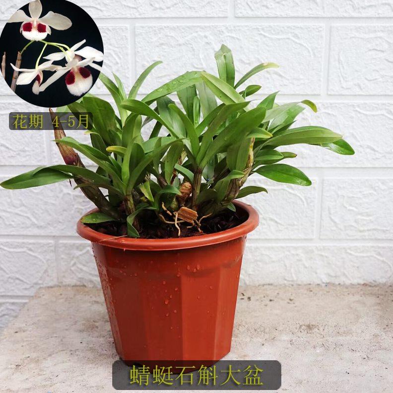 蜻蜓石斛 可长高品种 吊兰花 附生兰 洋兰绿植花卉盆栽盆景满包邮