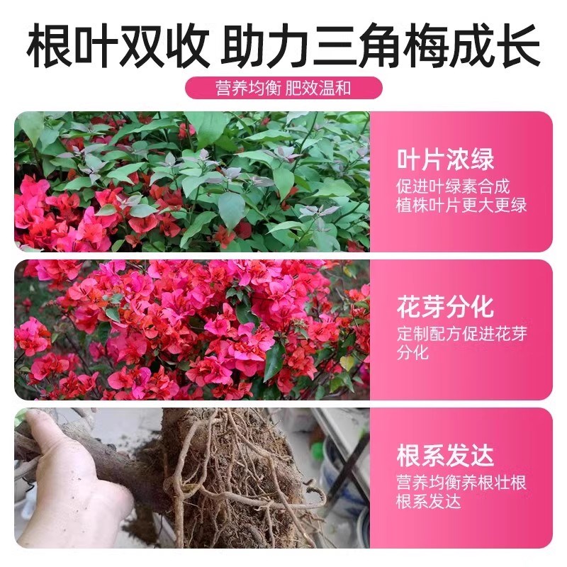 三角梅营养液专用肥水培植物通用型室内盆栽室外绿植养花肥料促花