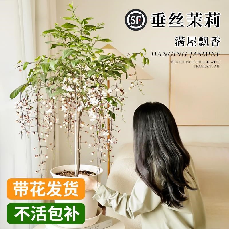 进口垂丝茉莉带花苞盆栽大苗泰国风车茉莉办公室内垂吊开花绿植物