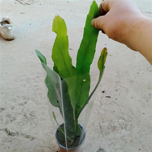 昙花盆栽室内客厅观赏花卉昙花一现好养植物阳台庭院昙花苗易成活