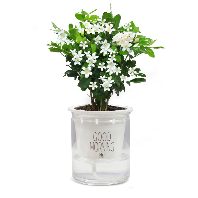 九里香盆栽带花苞浓香四季室内花卉植物七里香千里眼盆景好养绿植