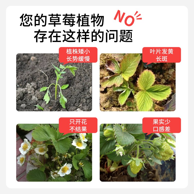 草莓肥料专用有机肥家用盆栽复合肥保花果植物通用水培浓缩营养液