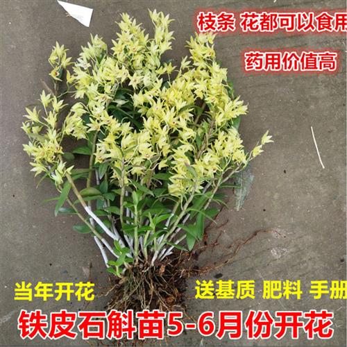 浙江雁荡山铁皮石斛苗 基地直销3年苗绿植石斛阳台室内盆栽可食用