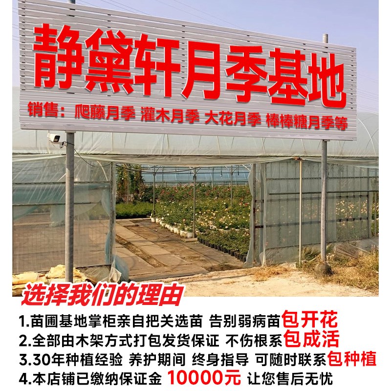 树桩月季特大花四季开花多色嫁接大苗棒棒糖树状老桩带花苞玫瑰花