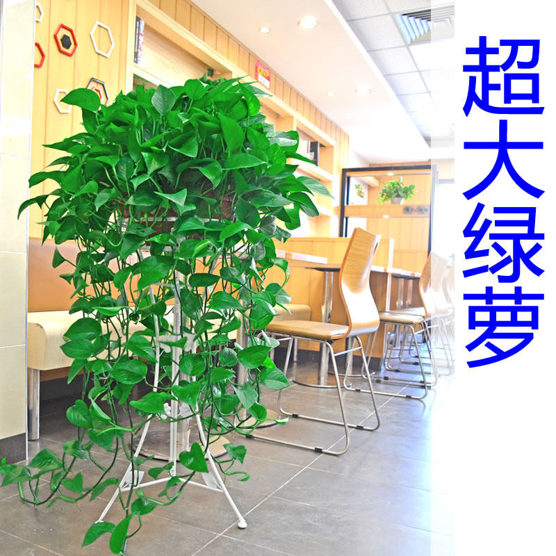 绿萝盆室内花除甲醛超大绿箩长藤化净空气植物客厅栽垂吊新房