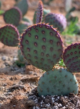 圣丽塔仙人掌 单掌无根侧芽 紫色仙人掌满18元包邮非偏远地区