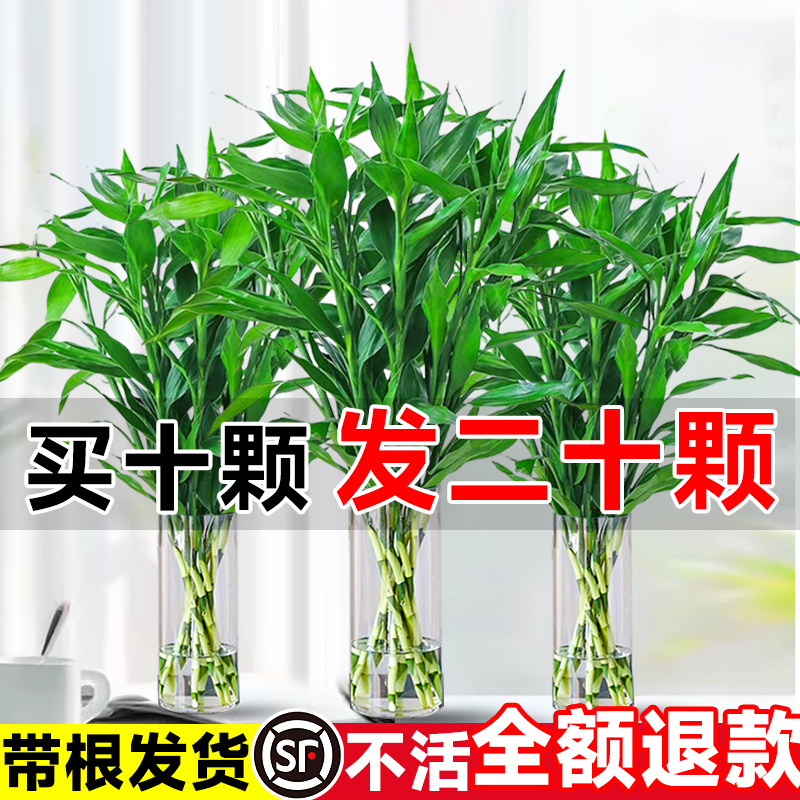 富贵竹水培植物带根水养客厅绿植招财转运竹四季花卉大叶盆栽室内