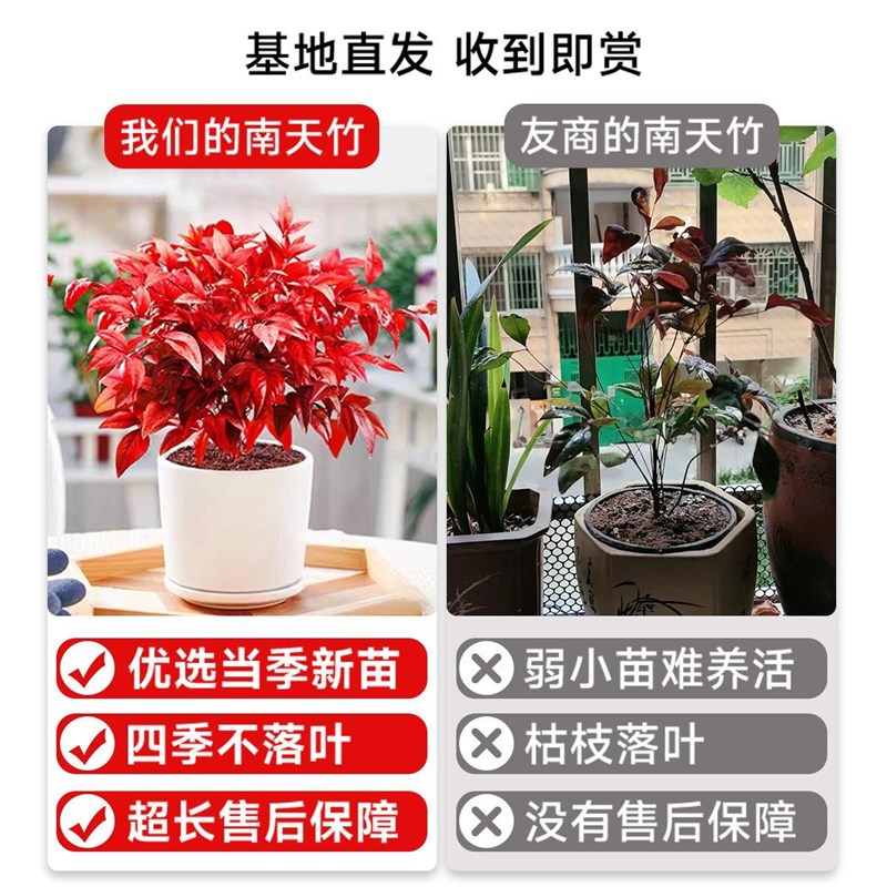 火焰南天竹盆栽绿植客厅办公室内花卉耐寒好养年宵花红叶植物盆景