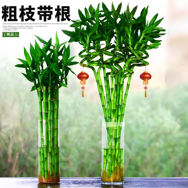 带根转运竹水竹富贵竹植物水养开运竹子盆栽客厅室内招财水培绿植