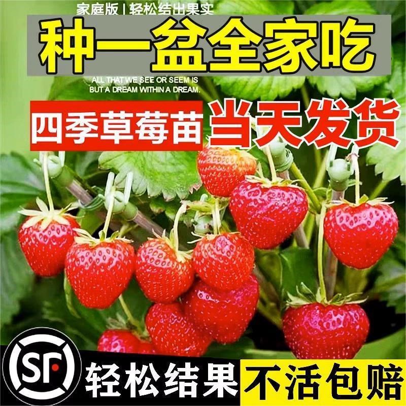 奶油草莓苗盆栽带果可食用冬季带盆带土红颜四季结果阳台种植花卉