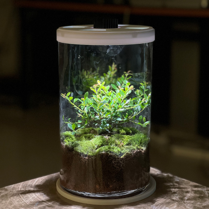 生态瓶苔藓创意微景观桌面盆栽青苔造景绿植生命之树办公室摆件灯