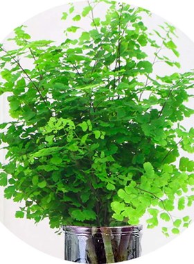 绿植花卉耐阴净化空气水培 铁线蕨盆栽铁丝草多年生常绿草本观叶