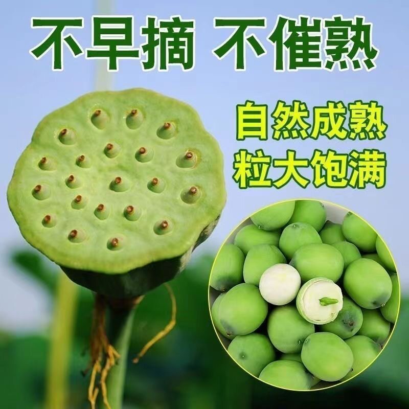 莲蓬新鲜水果莲蓬嫩莲子米现摘非洪湖湘莲生吃嫩甜当季青莲子带壳