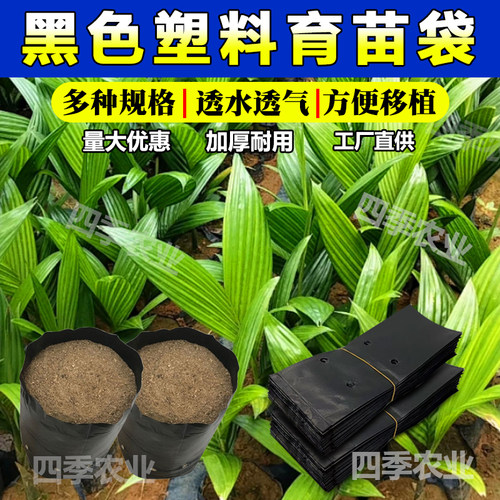 槟榔育苗袋咖啡黑色塑料育苗袋果树柑橘苗种植袋一次性移栽营养袋