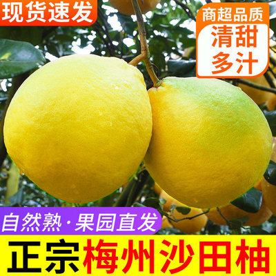 沙田柚广东梅州正宗老树新鲜当季