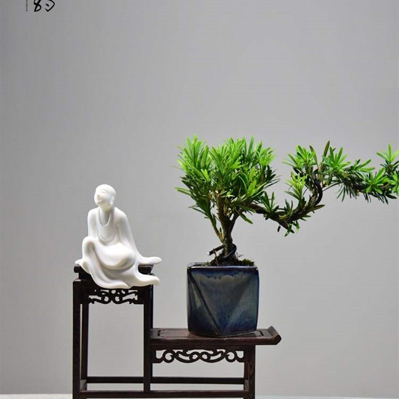 新款 罗汉松盆景植物造型树老桩绿植室内悬崖式四季常青客厅好养