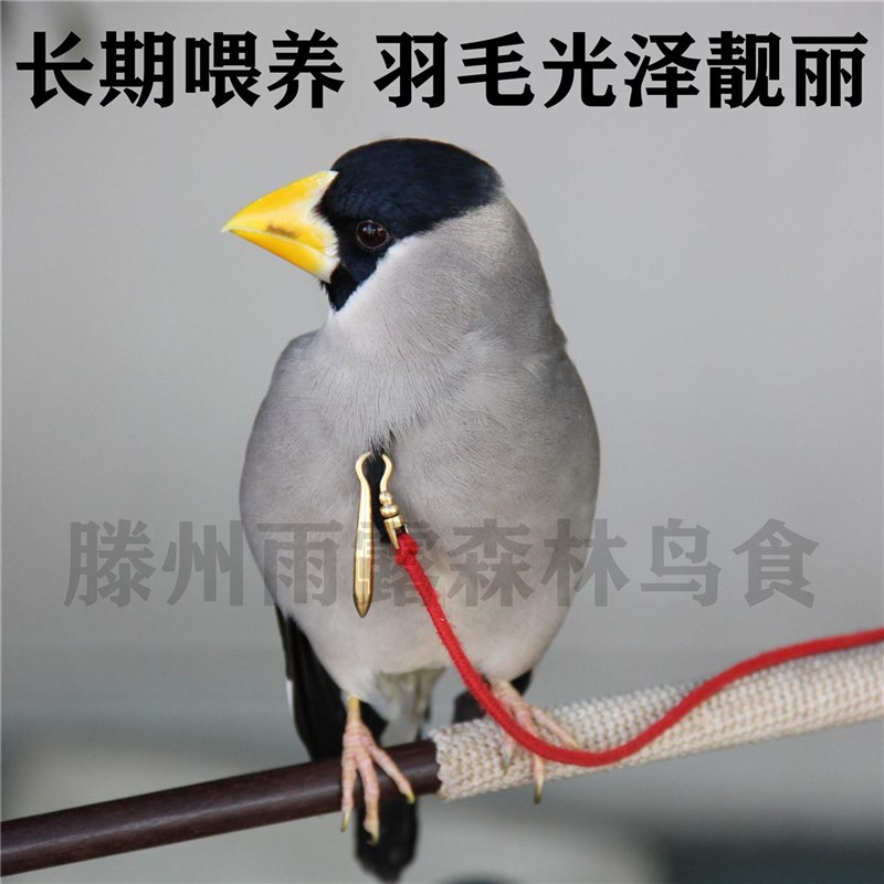 好货蜡嘴鸟食颗粒400g辣子鸟粮黑尾黑头交嘴黄似蜡嘴雀锡嘴鹏飞鸟图片