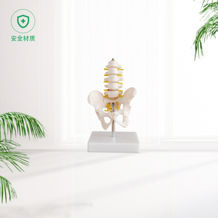 盆骨模型 小型人体骨盆模型 分娩示范教学模型桌上礼品模型 包邮