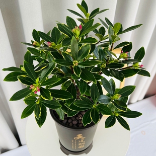 金边瑞香带花苞发货开花带香味的盆栽植物耐寒耐冻好养的庭院花卉